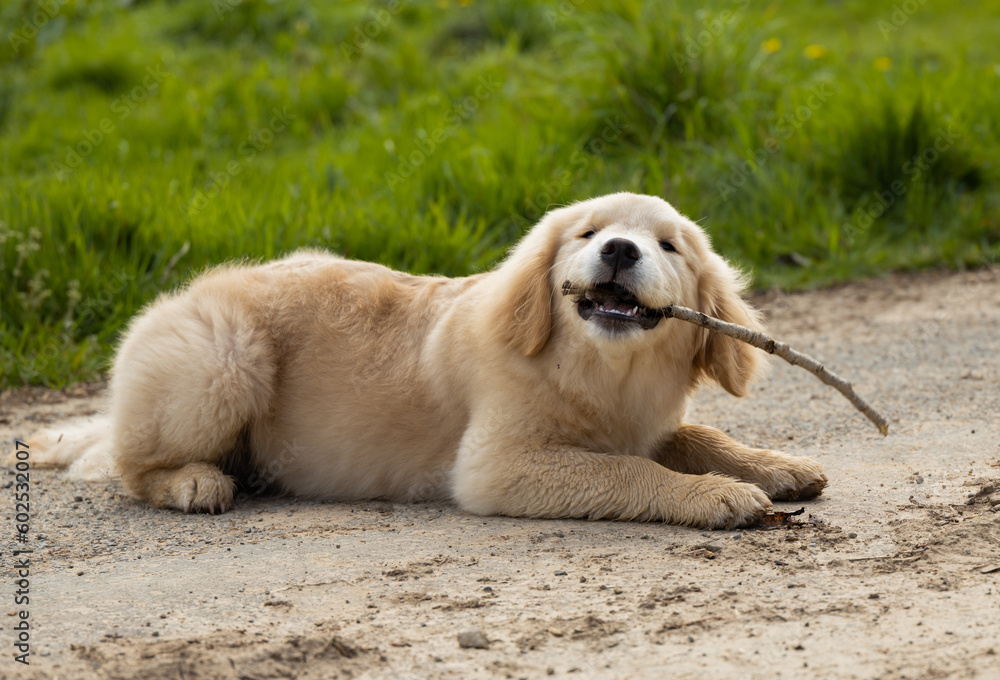 Puppy golden retriever labrador spaniel plays in the grass with dandelions with a stick, runs, jumps Puppy golden retriever labrador spaniel plays in the grass with dandelions with a stick, runs, jumps