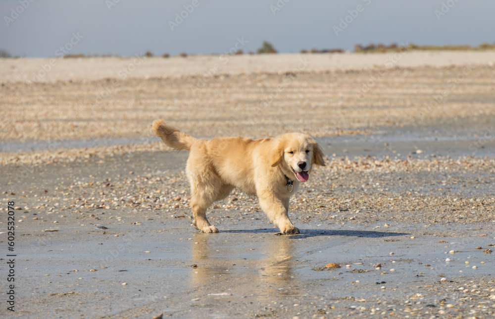 golden retriever puppy labrador spaniel walk and play with shell on the beach golden retriever puppy labrador spaniel walk and play with shell on the beach