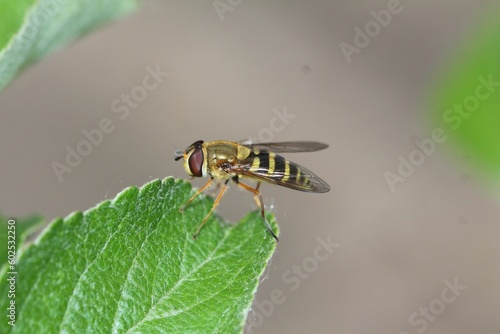 Eupeodes latifasciatus - Schwebfliege