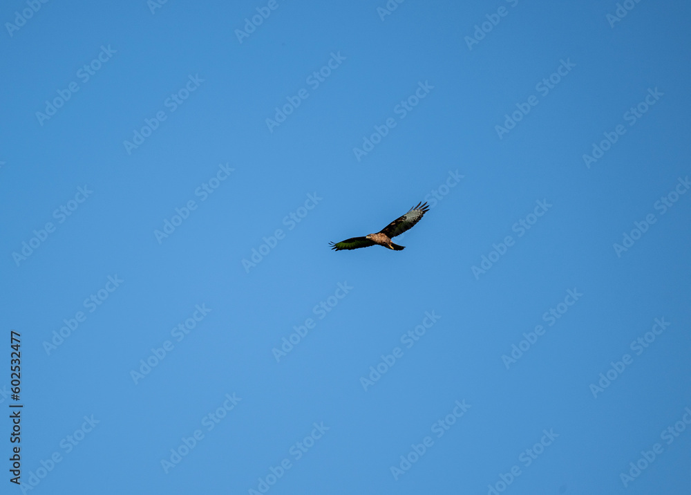 brown hawk looking for prey in the meadow and preparing to attack brown hawk looking for prey in the meadow and preparing to attack