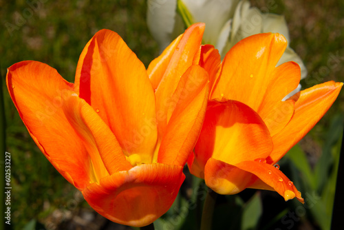 Pretty freshly bloomed colorful tulip in spring in the Canadian countryside in Quebec