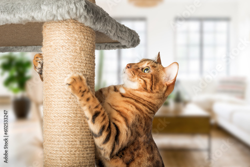 Foto A ginger cat with a cat pole - a scratching post against the background of the living room