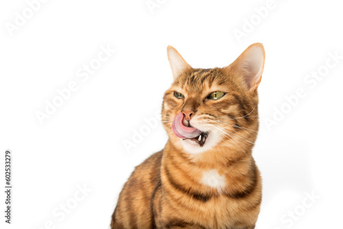 Obraz na płótnie Lovely red cat licks his lips.