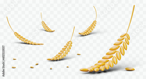 3D grain ears on transparent background. Scattered yellow grain. Wheat, rye, barley. Raw materials for brewing, baking bakery products. Natural ingredients for vegan menu