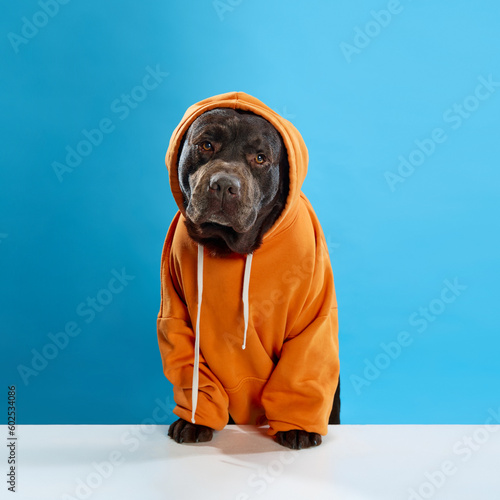 Beautiful, calm, purebred, chocolate colored dog, labrador wearing orange hoodie, sitting, looking at camera against blue studio background. Concept of animals, pets fashion, vet, style.