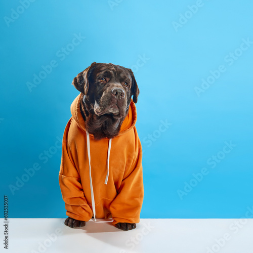 Beautiful, serious, purebred, chocolate colored dog, labrador wearing orange hoodie, sitting against blue studio background. Concept of animals, pets fashion, art, vet, style. Copy space for ad