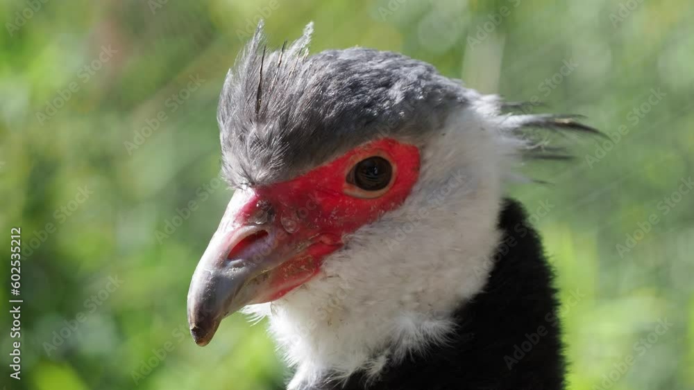 Northern Screamer - Chauna chavaria, portrait of large ground bird Northern Screamer - Chauna chavaria, portrait of large ground bird