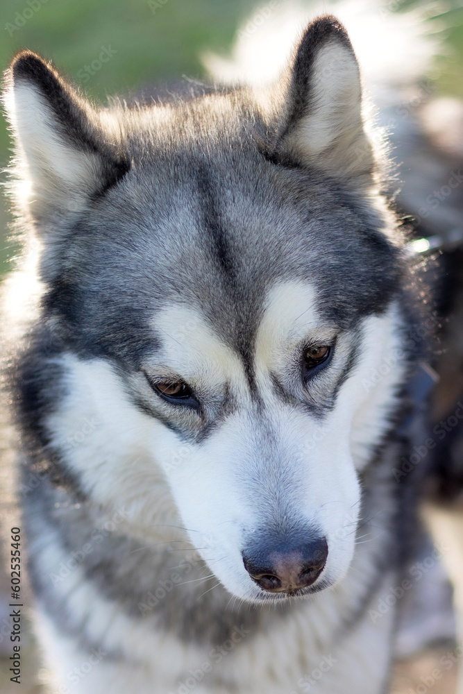 Siberian Husky portrait close-up