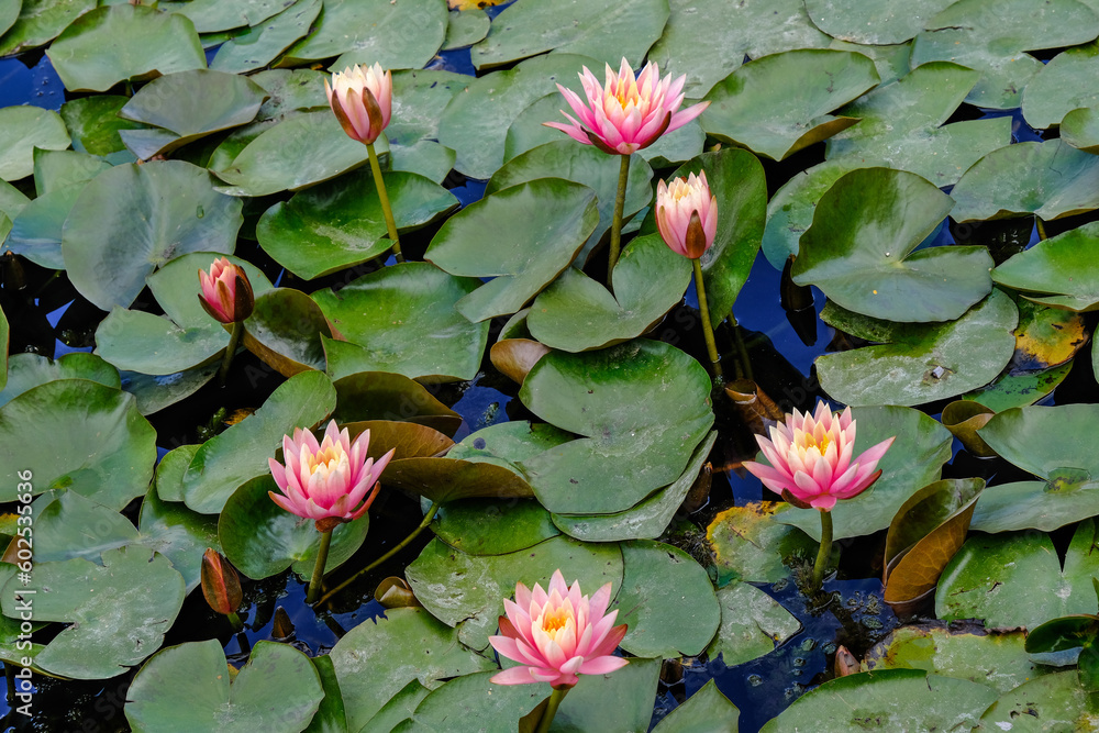 Pink lotus flowers with green leaves on the background Pink lotus flowers with green leaves on the background