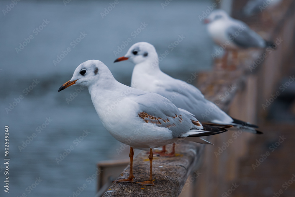 Seagull perching on railing in the harbor Seagull perching on railing in the harbor