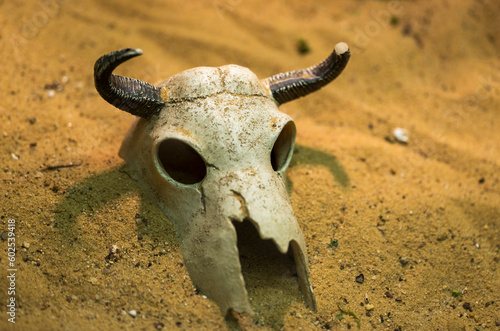 Animal skull with horns in the sand