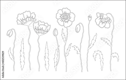 Set of poppies outline. Vector vegetal botanical decorative elements in black and white, contours and different forms and silhouettes of poppy flowers, buds and leaves.