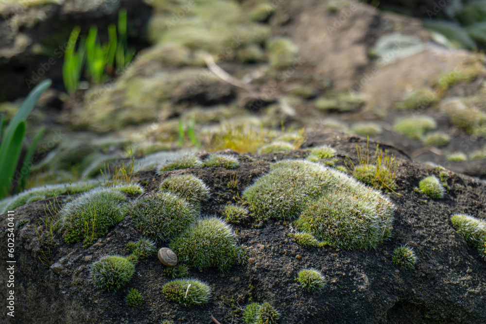 A wildlife photo of fluffy moss growing on a textured stone lit by soft morning light. A wildlife photo of fluffy moss growing on a textured stone lit by soft morning light.