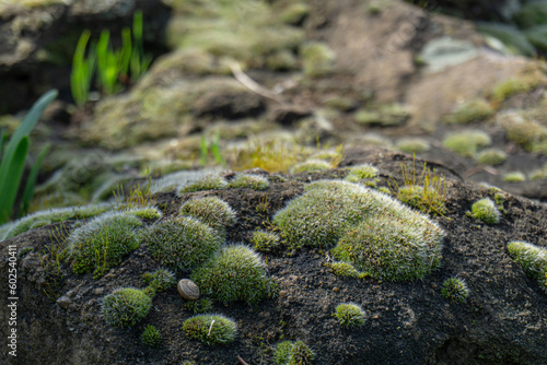 A wildlife photo of fluffy moss growing on a textured stone lit by soft morning light.