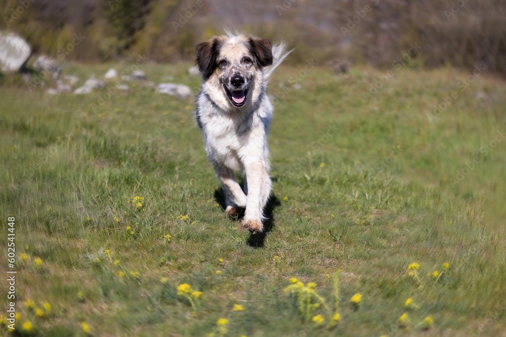 Happy big mixed breed dog running in the park, springtime Happy big mixed breed dog running in the park, springtime