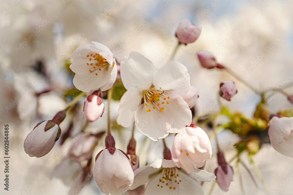 White flowers of japanese cherry close up in the spring garden park White flowers of japanese cherry close up in the spring garden park