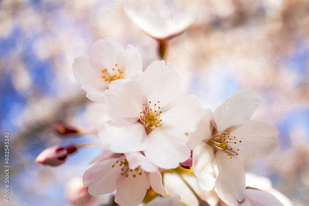 White flowers of japanese cherry close up in the spring garden park White flowers of japanese cherry close up in the spring garden park