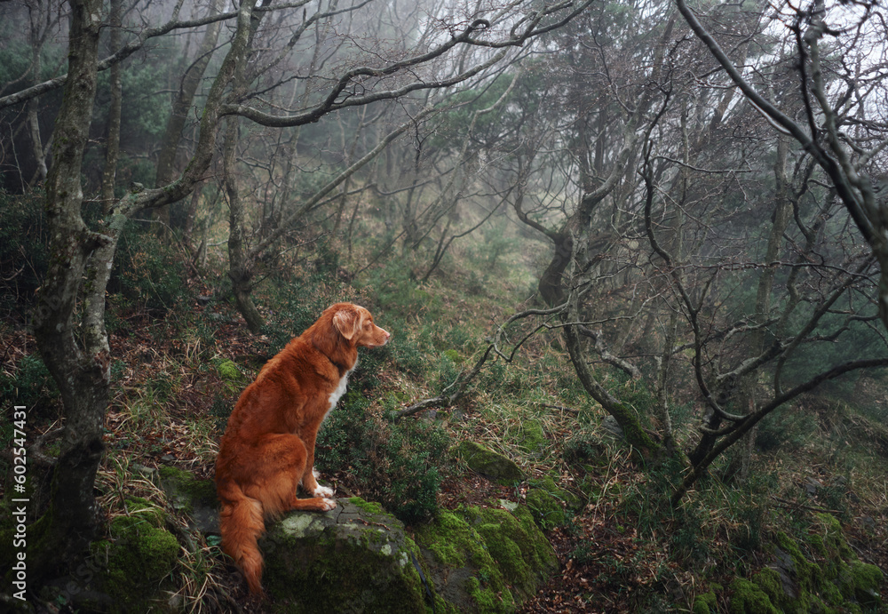 Obraz premium Red dog in a foggy mystical forest. Nova Scotia duck tolling retriever in nature. Hiking with a pet. forest fairy tale