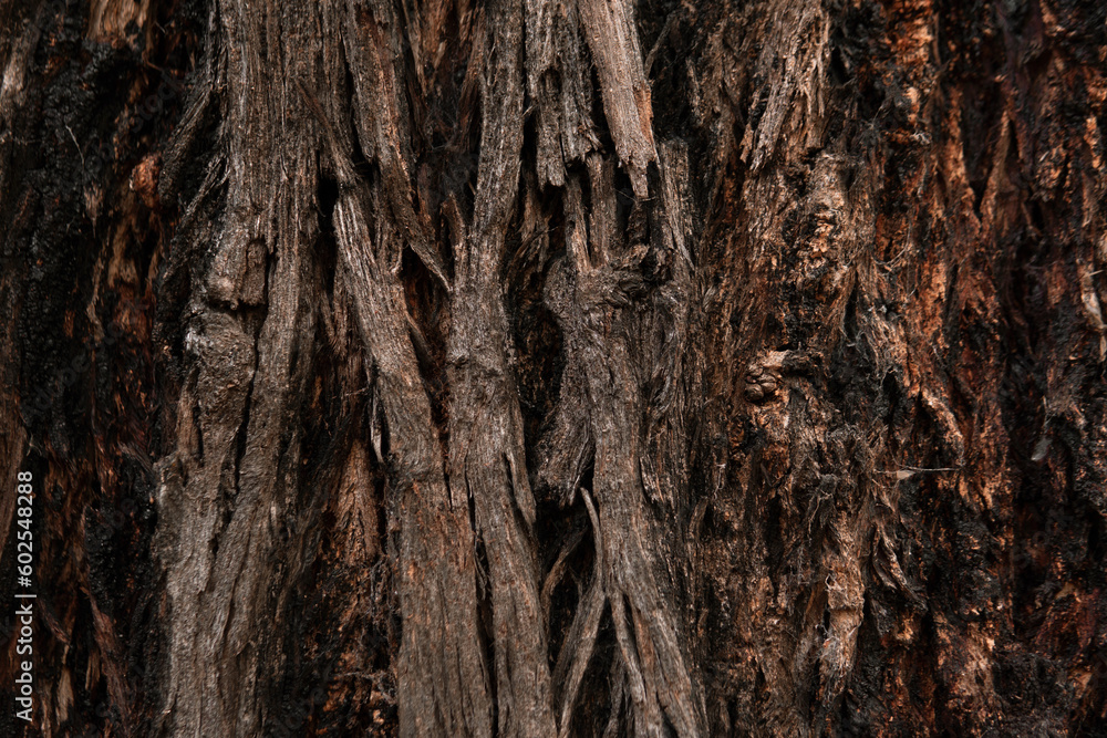Closeup tree trunk texture environment background Closeup tree trunk texture environment background