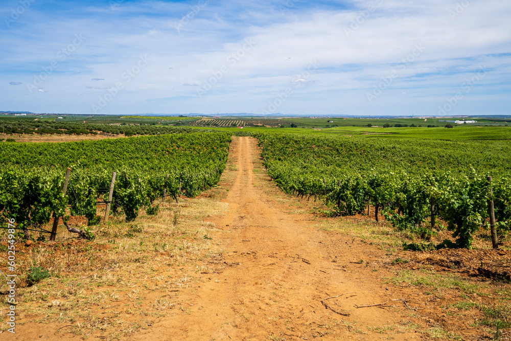 Wonderful view of traditional vineyard, Alentejo wine route, blue sky,  Beja, Alentejo, Portugal