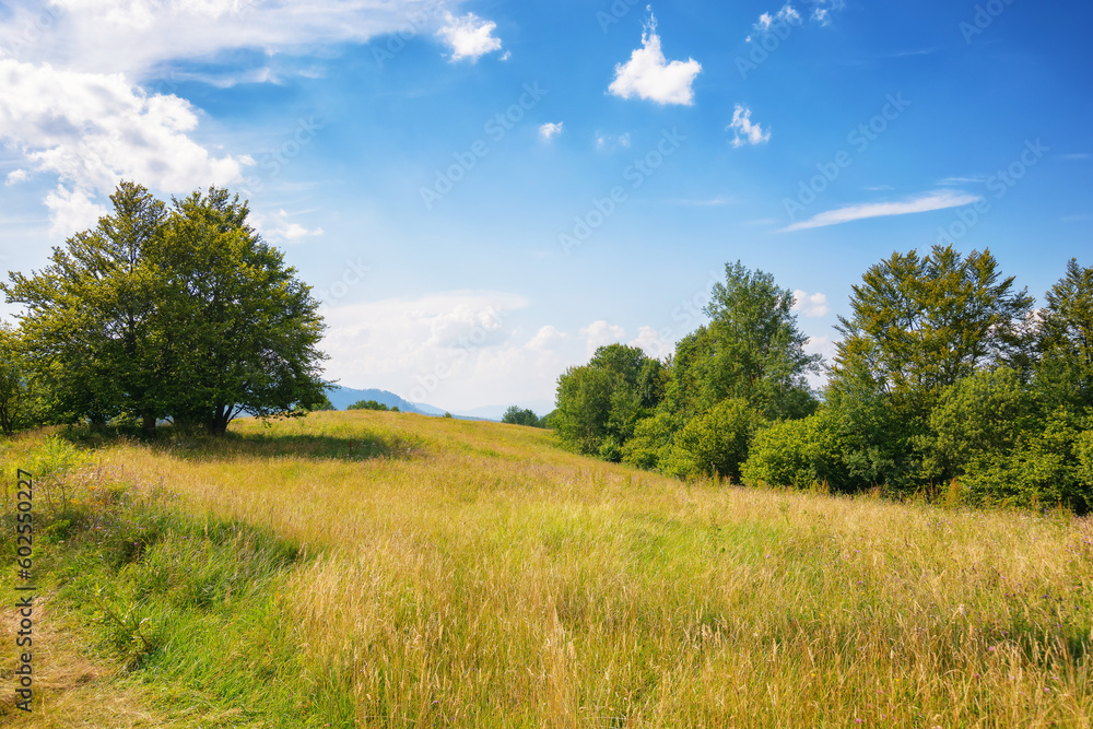 carpathian countryside with forested hills. green grassy meadow on the hills. distant ridge beneath a sky with clouds on a sunny afternoon in summer