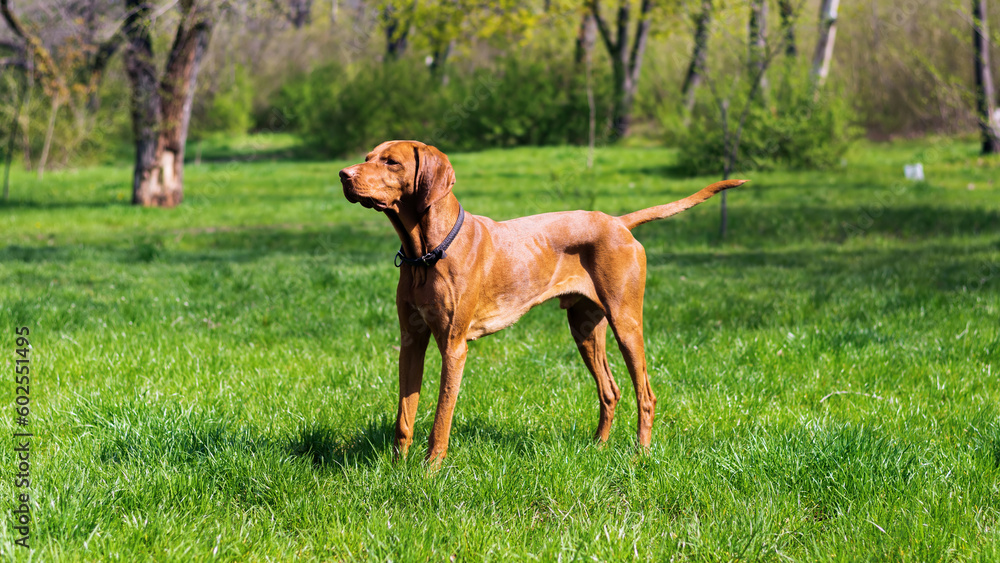 View of a Vizsla in the nature View of a Vizsla in the nature