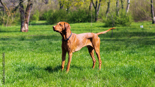 View of a Vizsla in the nature
