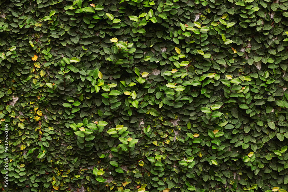 ivy on the wall green leaf background image