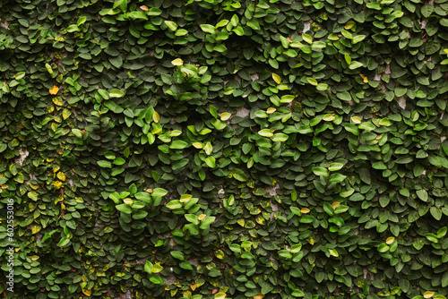 ivy on the wall green leaf background image