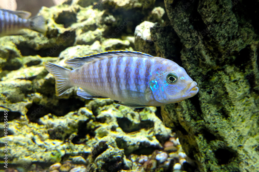 Striped blue fish in the water against the background of corals Striped blue fish in the water against the background of corals
