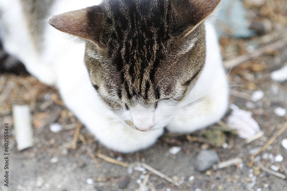 Obraz premium Street cat in the park.