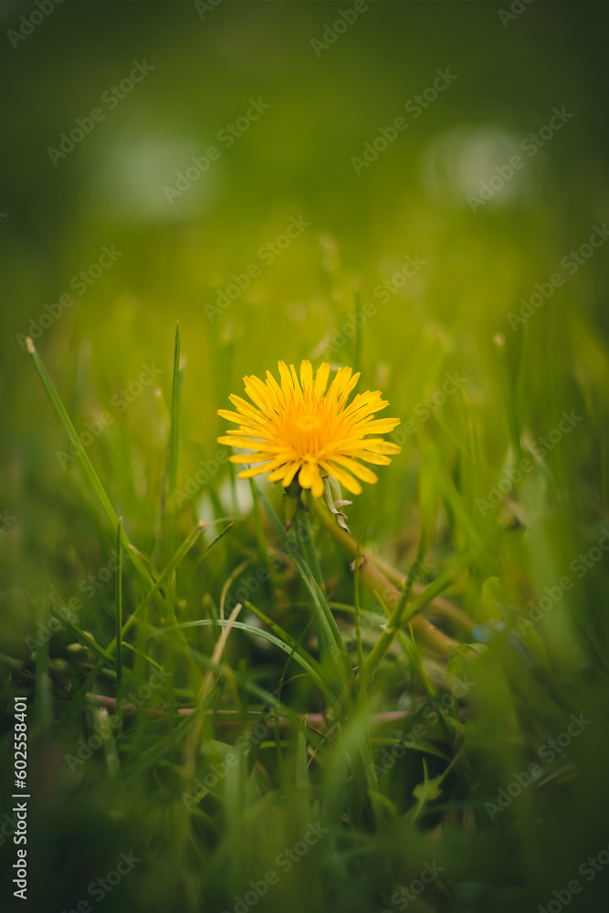 dandelion in the grass