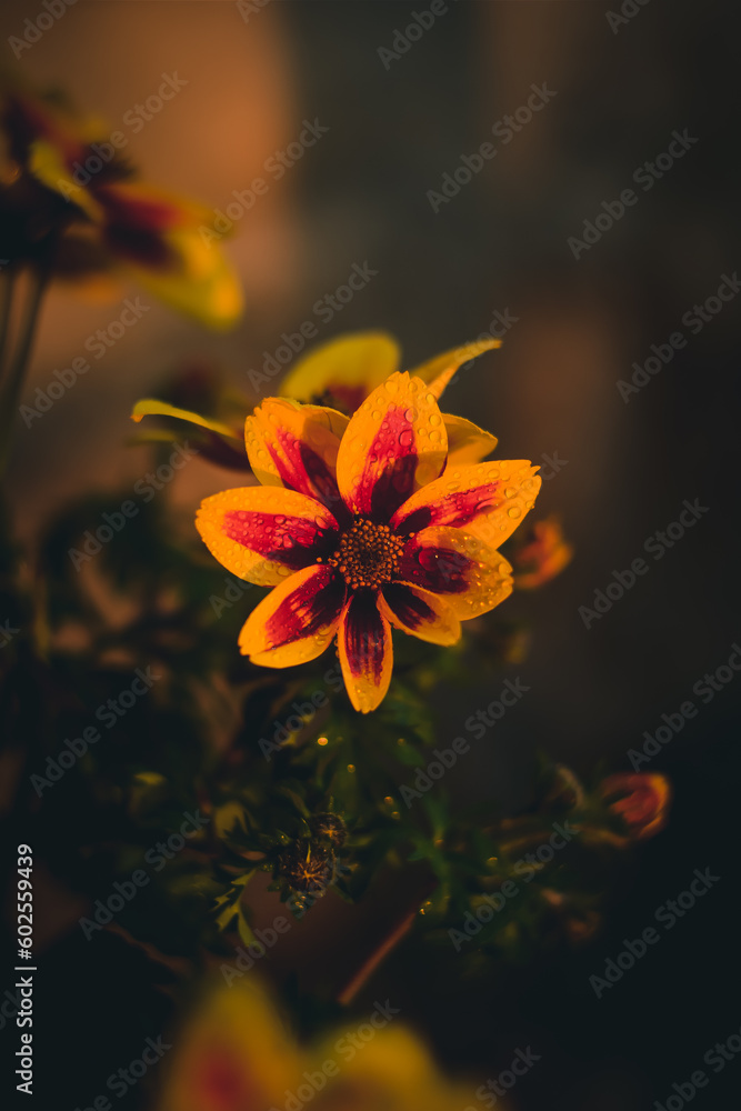 orange flower on black background
