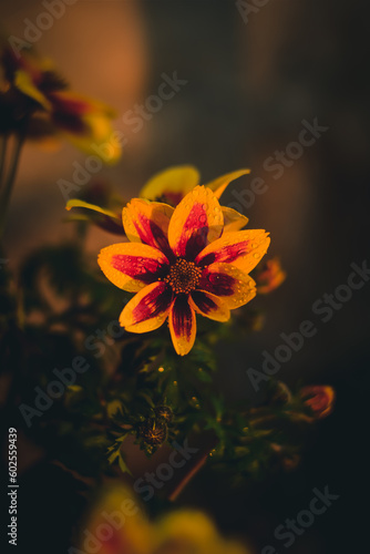 Obraz na płótnie orange flower on black background w salonie