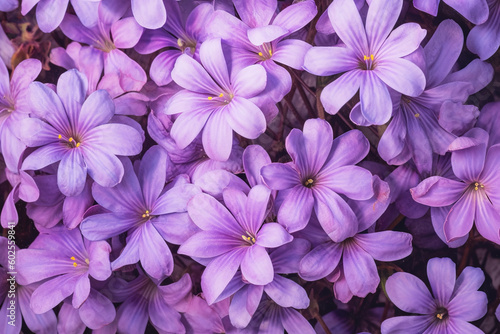Bunch of purple flowers, Background, Generative Ai © IMAGE
