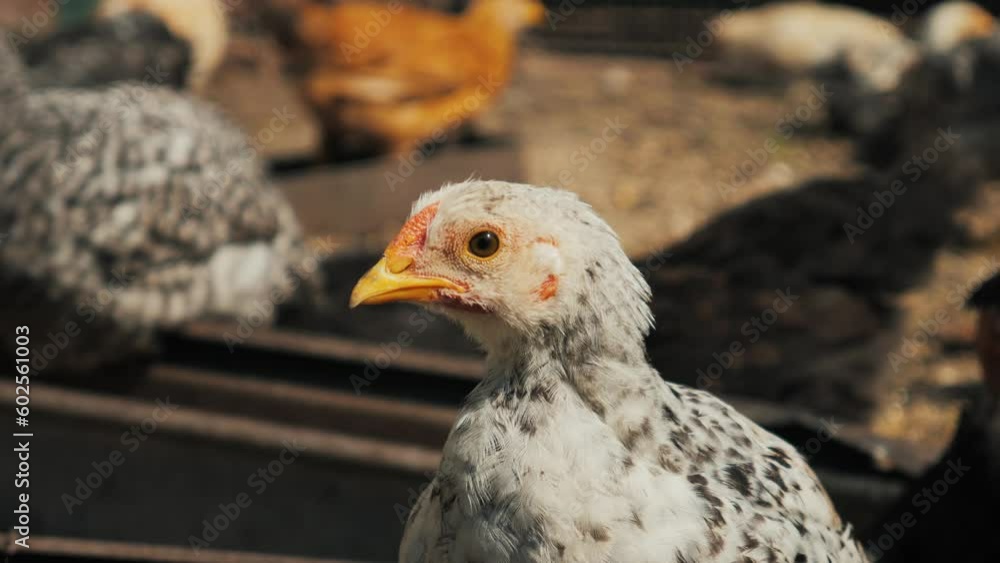 chickens on the farm, feeding chickens, raising chickens. Hen care. Young chickens on the farm. chickens on the farm, feeding chickens, raising chickens. Hen care. Young chickens on the farm.