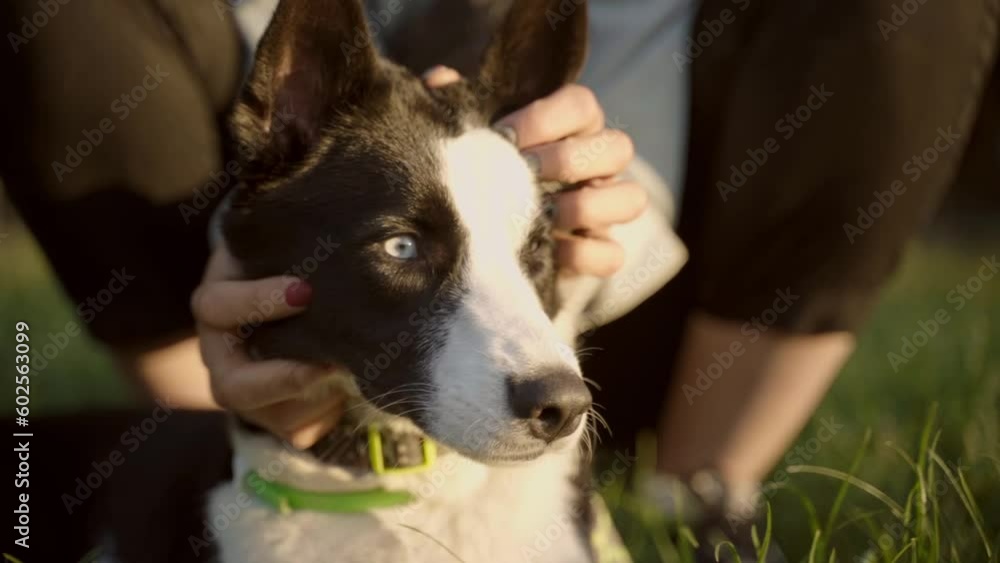 black and white young husky resting in the park with the owner. female hand stroking the muzzle. Domestic animal and pet concept. Slow motion black and white young husky resting in the park with the owner. female hand stroking the muzzle. Domestic animal and pet concept. Slow motion