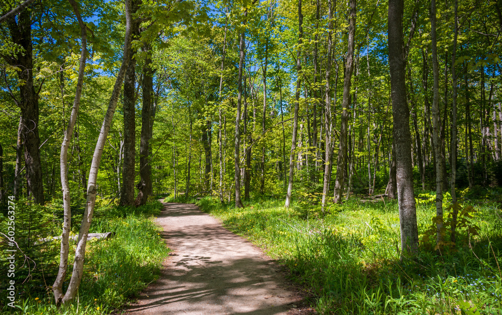 Fototapeta premium Dense Forest at Pictured Rocks National Lakeshore