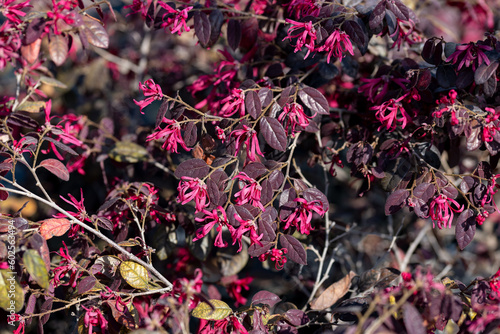 Loropetalum chinense, commonly known as loropetalum, Chinese fringe flower and strap flower. It is a popular ornamental plant, grown for its prolific clusters of flowers. 
