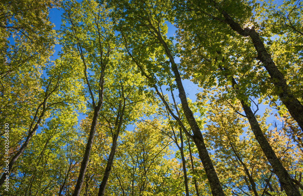 Tree Canopy at Pictured Rocks National Lakeshore Tree Canopy at Pictured Rocks National Lakeshore