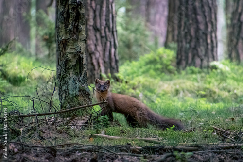 A marten in the forest, its sleek body and sharp claws blending in with the natural surroundings. Its gaze is alert, searching for prey.