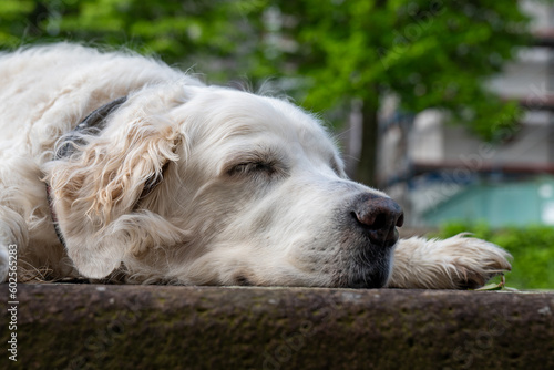 golden retriever dog