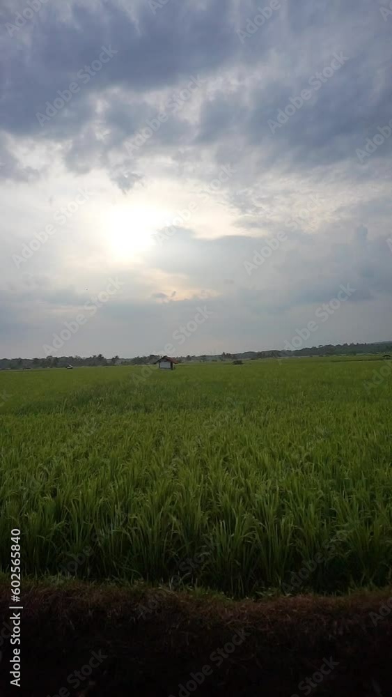 beautiful vertical video journey of green rice fields with beautiful natural mountain views beautiful vertical video journey of green rice fields with beautiful natural mountain views