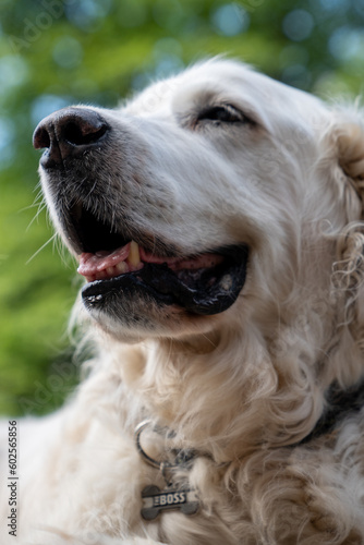 golden retriever portrait