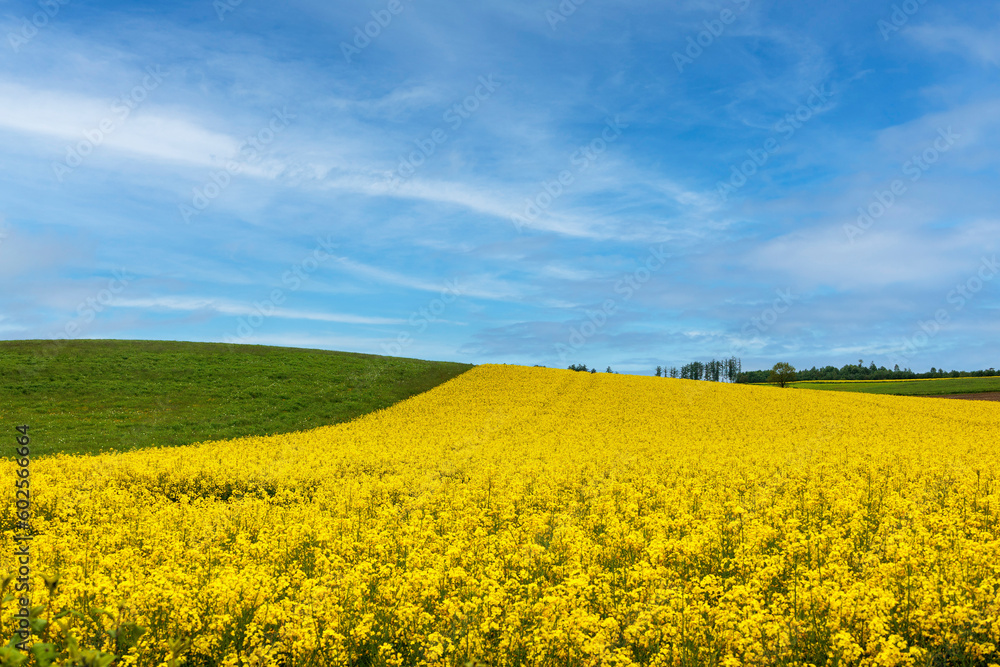 Yellow blooming rape field with blue sky in a gently hilly landscape in Schmuttertal near Augsburg