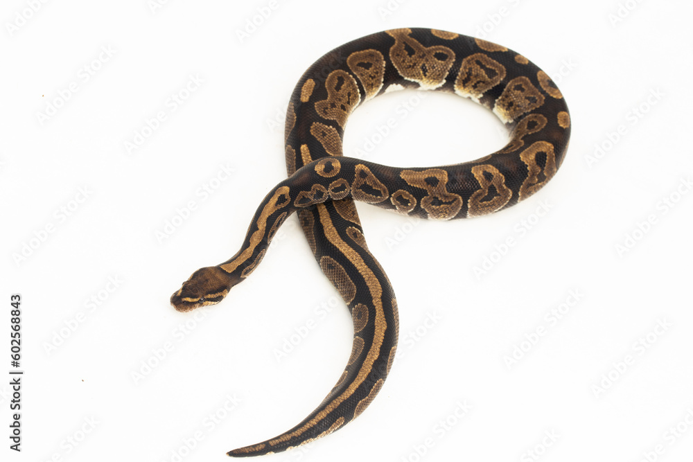 ball python, Python regius snake isolated on white background
ball python, Python regius snake isolated on white background