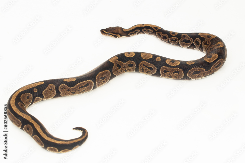 Fototapeta premium ball python, Python regius snake isolated on white background 