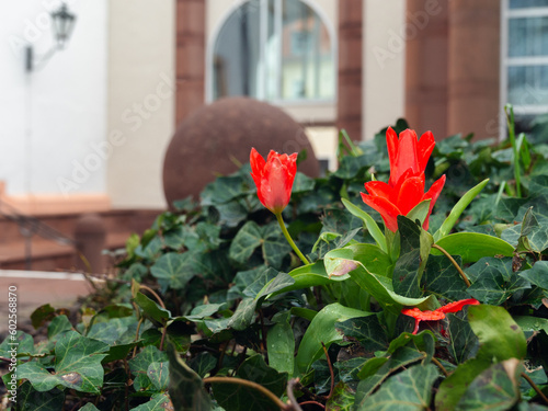 flowers in the garden