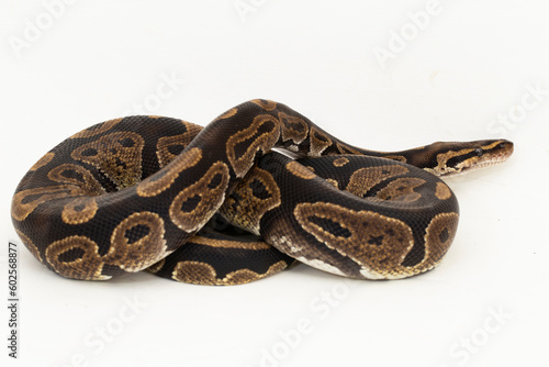 ball python, Python regius snake isolated on white background
