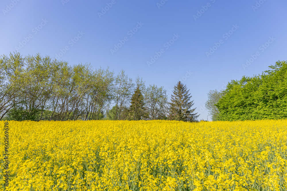 Blühendes Rapsfeld
Blühendes Rapsfeld